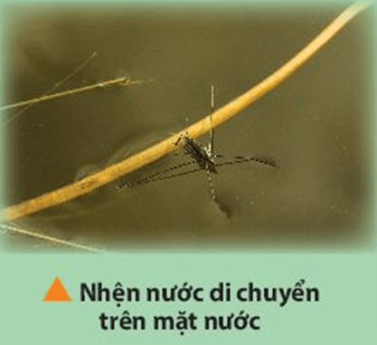 Tại sao nhện nước có thể di chuyển trên mặt nước?