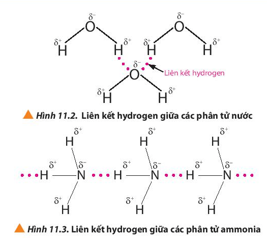 Quan sát các Hình 11.2 và 11.3, em hiểu thế nào là liên kết hydrogen (ảnh 1)