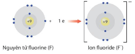 Giải thích sự hình thành ion Na+ và ion F- (ảnh 1)