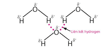 Các nhà hóa học đã nghiên cứu và kết luận rằng nếu không có liên kết hydrogen (ảnh 1)