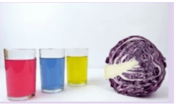 Nước ép bắp cải tím có nhiều màu sắc phụ thuộc vào pH