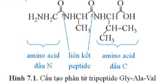 Quan sát Hình 7.1 và cho biết những nhóm chức nào trong phân tử các α-amino acid đã tham gia