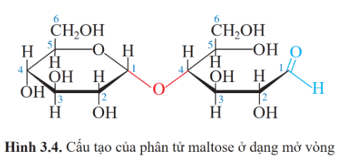 Lý thuyết Hóa học 12 Cánh diều Bài 3: Giới thiệu về carbohydrate