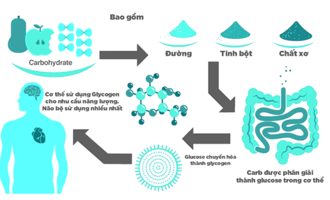 Lý thuyết Hóa học 12 Cánh diều Bài 3: Giới thiệu về carbohydrate