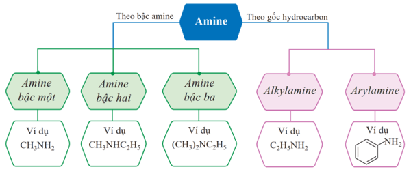 Lý thuyết Hóa học 12 Cánh diều Bài 5: Amine