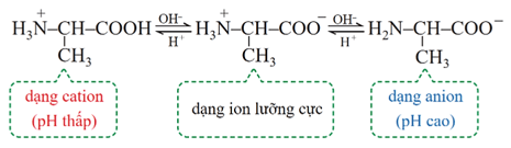 Lý thuyết Hóa học 12 Cánh diều Bài 6: Amino acid