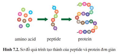 Lý thuyết Hóa học 12 Cánh diều Bài 7: Peptide, protein và enzyme