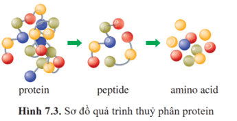 Lý thuyết Hóa học 12 Cánh diều Bài 7: Peptide, protein và enzyme