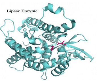 Lý thuyết Hóa học 12 Cánh diều Bài 7: Peptide, protein và enzyme