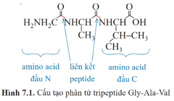 Lý thuyết Hóa học 12 Cánh diều Bài 7: Peptide, protein và enzyme