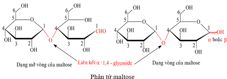 Lý thuyết Hóa học 12 Chân trời sáng tạo Bài 4: Saccharose và maltose