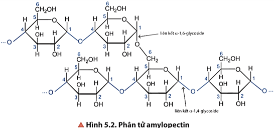 Lý thuyết Hóa học 12 Chân trời sáng tạo Bài 5: Tinh bột và cellulose