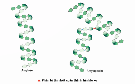 Lý thuyết Hóa học 12 Chân trời sáng tạo Bài 5: Tinh bột và cellulose