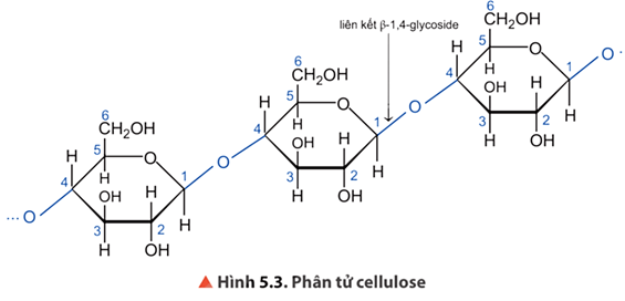 Lý thuyết Hóa học 12 Chân trời sáng tạo Bài 5: Tinh bột và cellulose