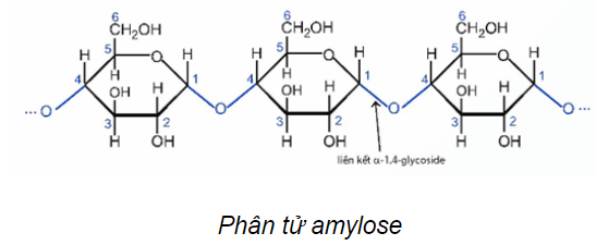 Lý thuyết Hóa học 12 Chân trời sáng tạo Bài 5: Tinh bột và cellulose