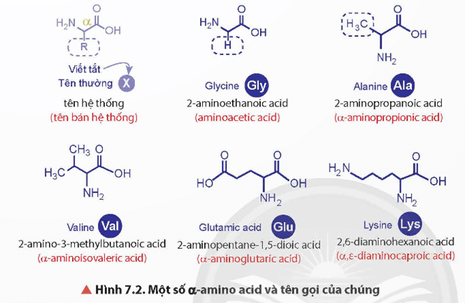 Lý thuyết Hóa học 12 Chân trời sáng tạo Bài 7: Amino acid và peptide