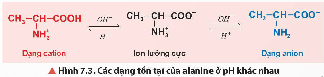 Lý thuyết Hóa học 12 Chân trời sáng tạo Bài 7: Amino acid và peptide