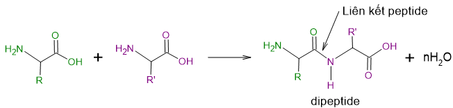 Lý thuyết Hóa học 12 Chân trời sáng tạo Bài 7: Amino acid và peptide