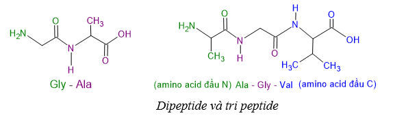 Lý thuyết Hóa học 12 Chân trời sáng tạo Bài 7: Amino acid và peptide