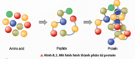 Lý thuyết Hóa học 12 Chân trời sáng tạo Bài 8: Protein và enzyme