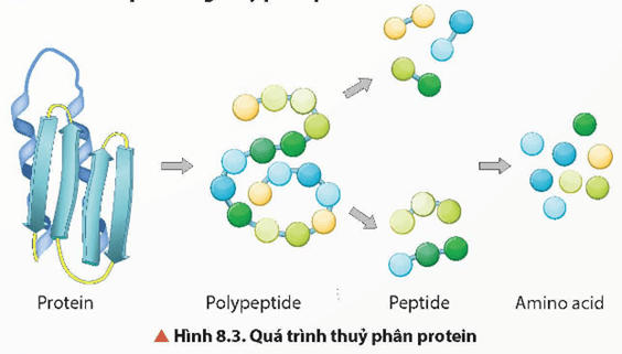 Lý thuyết Hóa học 12 Chân trời sáng tạo Bài 8: Protein và enzyme