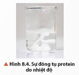 Lý thuyết Hóa học 12 Chân trời sáng tạo Bài 8: Protein và enzyme