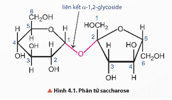 Phân tử saccharose có nhóm – OH hemiacetal hoặc nhóm – OH hemiketol không? Vì sao?