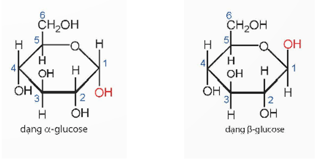 Phân tử saccharose có nhóm – OH hemiacetal hoặc nhóm – OH hemiketol không? Vì sao?