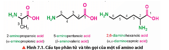 Quan sát Hình 7.1, cho biết trong phân tử amino acid có chứa nhóm chức hoá học nào