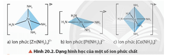 Quan sát Hình 20.2, cho biết dạng hình học của mỗi ion phức chất