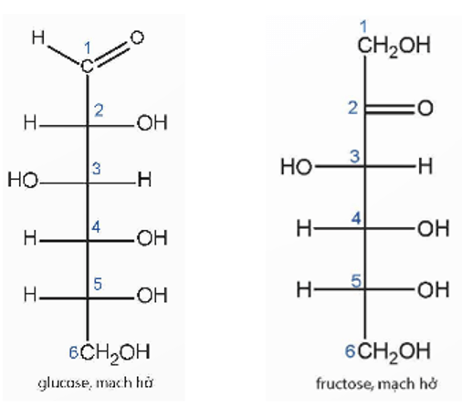 So sánh đặc điểm cấu tạo của phân tử glucose và fructose dạng mạch hở
