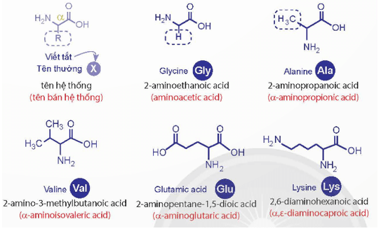 Quan sát Hình 7.1 và Hình 7.2, nêu đặc điểm cấu tạo phân tử amino acid