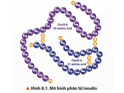 Quan sát Hình 8.1, nhận xét phân tử khối của insulin với một số amino acid như Gly, Ala