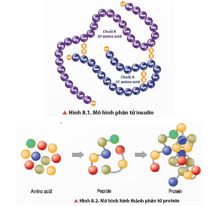 Quan sát Hình 8.1 và 8.2, cho biết thành phần cấu tạo nên phân tử protein