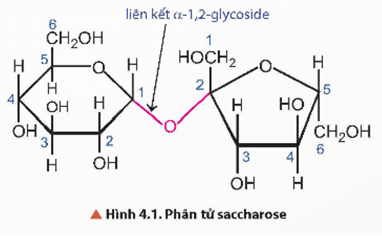 Dự đoán đặc điểm cấu tạo của phân tử saccharose, dự đoán tính chất hoá học cơ bản của saccharose