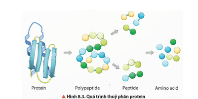 Quan sát Hình 8.3, cho biết sản phẩm của quá trình thuỷ phân hoàn toàn protein