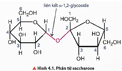 Trắc nghiệm Hóa học 12 Chân trời sáng tạo Bài 4 (có đáp án): Saccharose và maltose