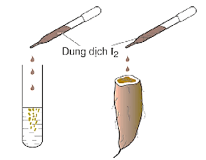 Trắc nghiệm Hóa học 12 Chân trời sáng tạo Bài 5 (có đáp án): Tinh bột và cellulose