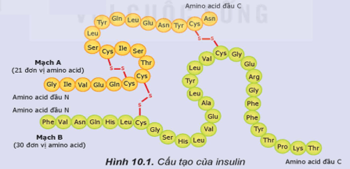 Trắc nghiệm Hóa học 12 Chân trời sáng tạo Bài 8 (có đáp án): Protein và enzyme