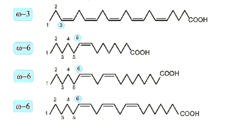 Lý thuyết Hóa học 12 Kết nối tri thức Bài 1: Ester - Lipid