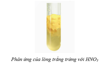 Lý thuyết Hóa học 12 Kết nối tri thức Bài 10: Protein và enzyme