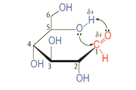 Lý thuyết Hóa học 12 Kết nối tri thức Bài 4: Giới thiệu về carbohydrate. Glucose và fructose