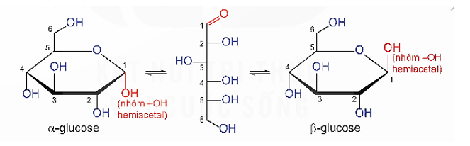 Lý thuyết Hóa học 12 Kết nối tri thức Bài 4: Giới thiệu về carbohydrate. Glucose và fructose