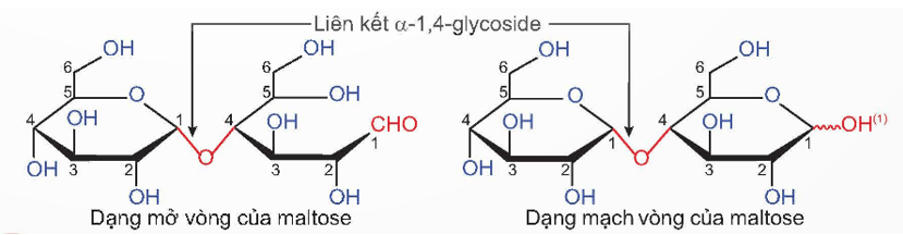 Lý thuyết Hóa học 12 Kết nối tri thức Bài 5: Saccharose và maltose