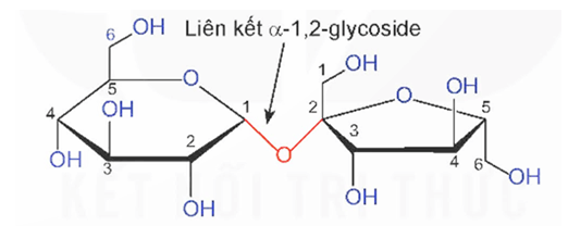 Lý thuyết Hóa học 12 Kết nối tri thức Bài 5: Saccharose và maltose