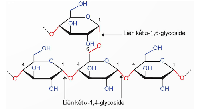 Lý thuyết Hóa học 12 Kết nối tri thức Bài 6: Tinh bột và cellulose