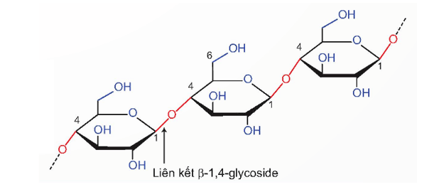 Lý thuyết Hóa học 12 Kết nối tri thức Bài 6: Tinh bột và cellulose