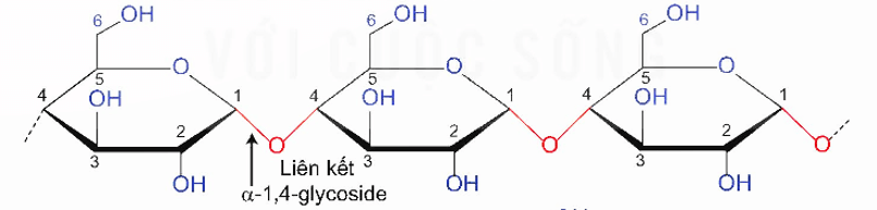 Lý thuyết Hóa học 12 Kết nối tri thức Bài 6: Tinh bột và cellulose