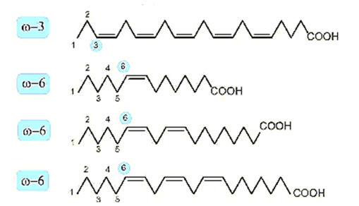 Acid béo là gì (chi tiết nhất) (ảnh 2)