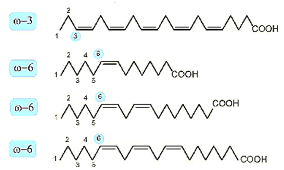 Acid béo no là gì (chi tiết nhất) (ảnh 3)